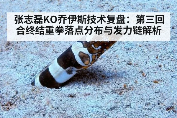 张志磊KO乔伊斯技术复盘：第三回合终结重拳落点分布与发力链解析